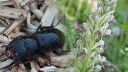 Atlas de la biodiversité communale